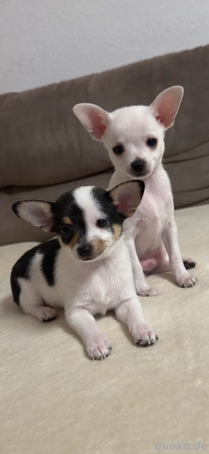 Chihuahua-Welpen  Nur noch zwei Rüden frei !!!