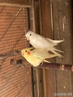 nymphensittiche mänlich