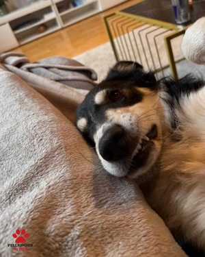 Cuby hübscher Border-Collie Mischlings-Rüde sucht erfahrenes Zuhause oder Pflegestelle Bild 4