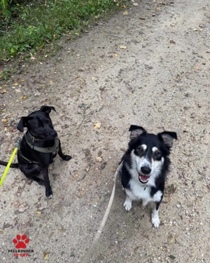 Cuby hübscher Border-Collie Mischlings-Rüde sucht erfahrenes Zuhause oder Pflegestelle Bild 6