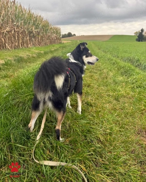 Cuby hübscher Border-Collie Mischlings-Rüde sucht erfahrenes Zuhause oder Pflegestelle Bild 5