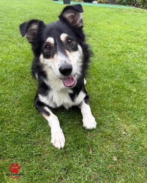 Cuby hübscher Border-Collie Mischlings-Rüde sucht erfahrenes Zuhause oder Pflegestelle Bild 3