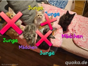 noch 4 Maine Coon Kitten