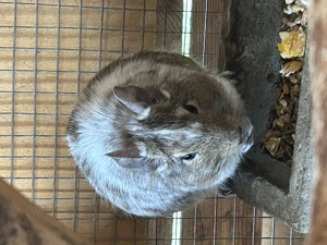 Degus suchen liebevolles Zuhause