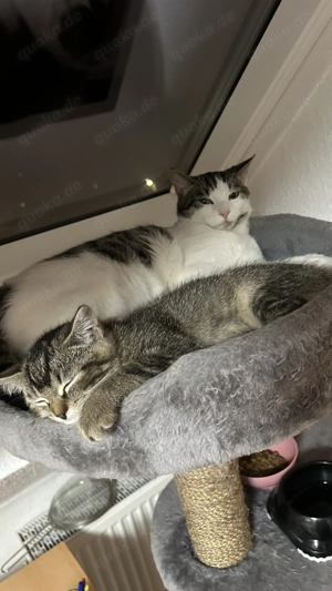 Zwei ganz süße Katzen in liebe Hände abzugeben