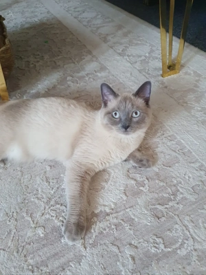 Eine süße Ragdoll BKH Mischling Kater nur in liebevolle Hände abzugeben