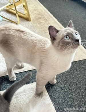 Eine süße Ragdoll BKH Mischling Kater nur in liebevolle Hände abzugeben Bild 6