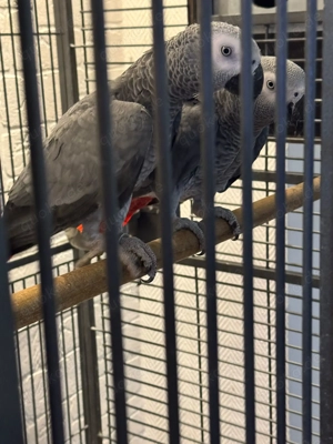 Junge Papageien zum verkaufen 