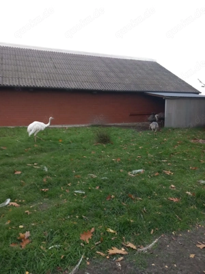 Nandu Pärchen zu verkaufen 