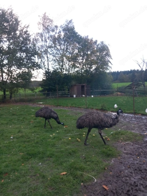 Emu Pärchen zu verkaufen 