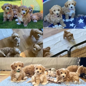 Maltipoo Welpen, suchen ihr TRAUMZUHAUSE