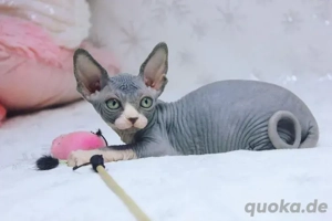 Zuckersüße verschmuste sphynx kitten