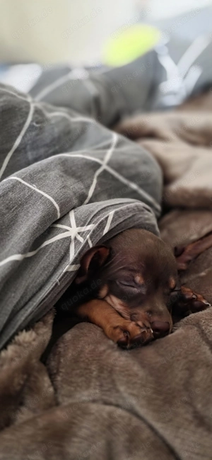 Süße Maus sucht ein warmes Zuhause 