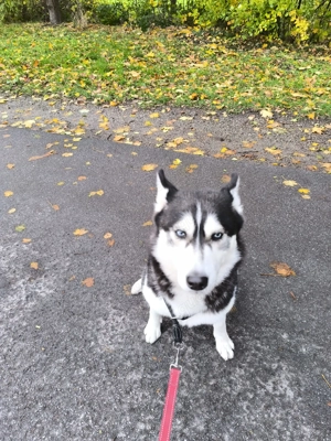 Malamut Siberien Husky reinrassig Luna