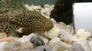 Antennenwels, günstig abzugeben