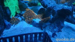 Meerwasser Korallen Ableger