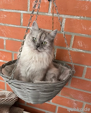 Britisch-Langhaar-Mix Katze sucht liebevolles Zuhause