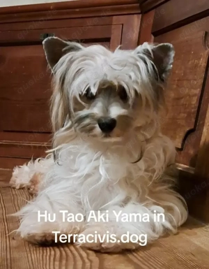 Powderpuffhündin sucht dich 