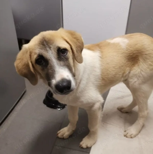 CAMEL sucht seine Familie