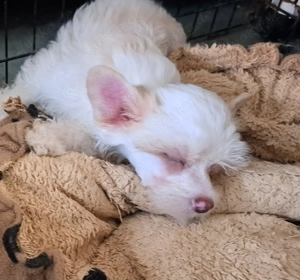 Giannah Nah Ni Ni sucht Zuhause mit Fullservice :-)  Bild 7