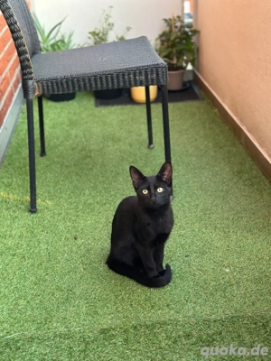 Verspielter, kastrierter Jungkater sucht liebevolles, erfahrenes Zuhause 