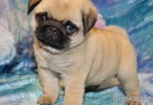 Mops Welpen geimpft und entwurmt