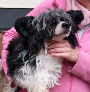 Rüde sucht neuen Wirkungskreis 