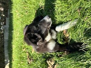 Australischer Schäferhund