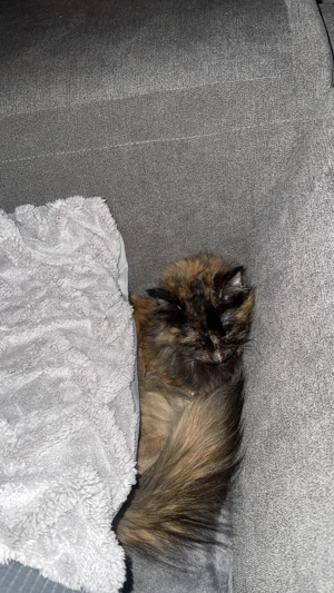 2 ausgewachsene Main Cook Bkh Mix