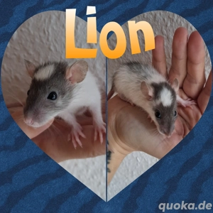 Süße Rattenjungs suchen neuen Wirkungskreis