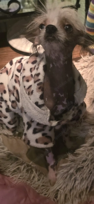 Kleiner Chinese Crested sucht sehnsüchtig Traum Zuhause 