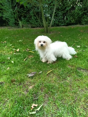 Wunderschöner Malteser Rüde