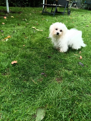 Wunderschöner Malteser Rüde Bild 3