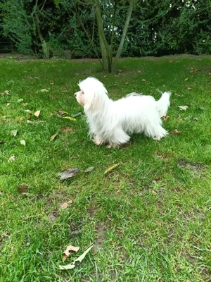 Wunderschöner Malteser Rüde Bild 2