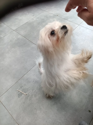Wunderschöner Malteser Rüde Bild 4
