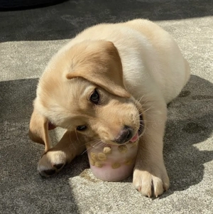 Liebevolle männliche und weibliche Labrador-Welpen Bild 3