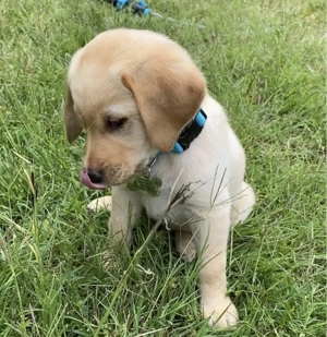 Liebevolle männliche und weibliche Labrador-Welpen