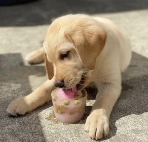 Liebevolle männliche und weibliche Labrador-Welpen Bild 2