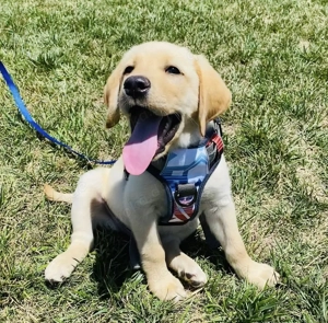 Liebevolle männliche und weibliche Labrador-Welpen Bild 4
