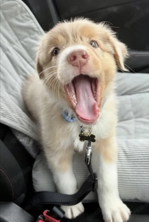 Liebevolle Labradorwelpen zu verkaufen. Bild 3