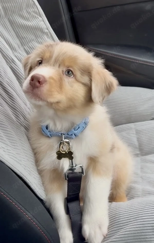 Liebevolle Labradorwelpen zu verkaufen. Bild 2