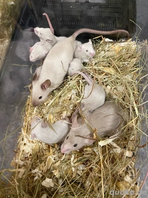 Mäusebabys Bild 4