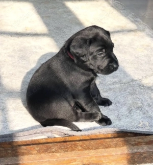 Liebevolle Labrador-Welpen bereit 