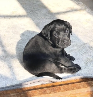 Liebevolle Labrador-Welpen bereit  Bild 2