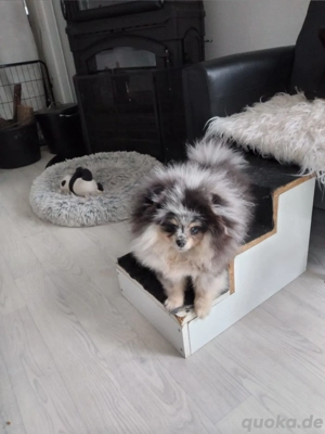 Mit Ahnentafel ein ganz toller Pomeranian  Deckrüde Black Merle Tan mit blauen Auge