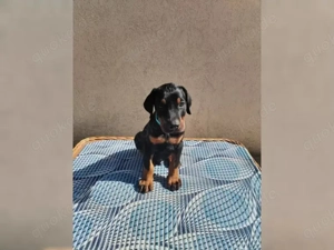 Dobermann Welpen suchen ein liebevolles neues zu Hause!!