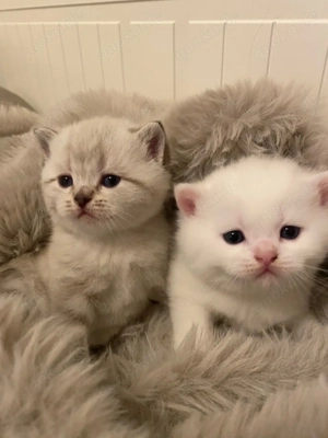 Wir bieten zum reservieren Britische kurzhaar Kätzchen 