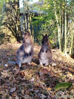 benett wallaby Känguru Weibchen 