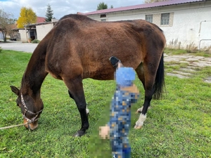 Fitte Warmblutstute in gute Hände abzugeben 