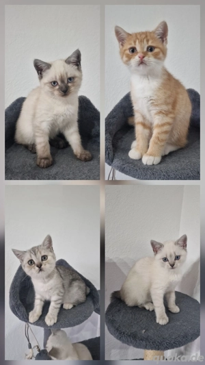 4 BKH Kätzchen suchen eine neue liebevolles Zuhause